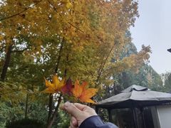 -遵化市禅林寺古银杏风景园