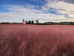 -羊亭河湿地公园