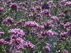 -北京东方普罗旺斯薰衣草庄园