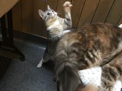 -猫色咖啡·猫咖