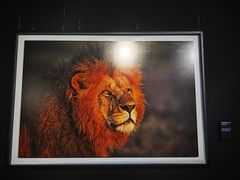 -罗红摄影艺术馆