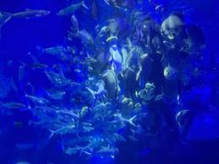 -江和美海洋公园
