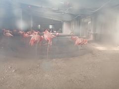 -辛玛王国游乐园