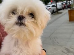 -帕帕拉兹宠物(亚洲旗舰店)