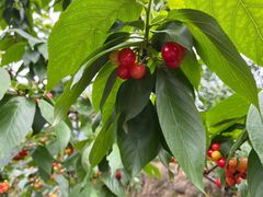 -樱桃山旅游景区