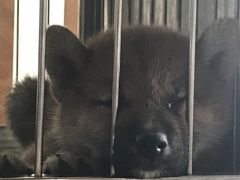 -柴犬高等学院·狗咖·柴犬售卖·宠物训练