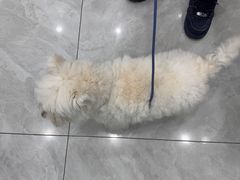 -安安宠医宠物医院·异宠·犬猫内科(岳阳分院)