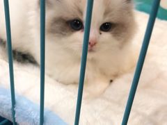 -唐小姐の猫狗洗护·购宠旗舰店(周浦万达店)