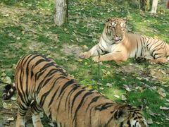 -北京野生动物园