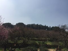 -香雪海