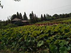 -微山湖红荷湿地景区
