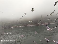 -长岛万鸟岛