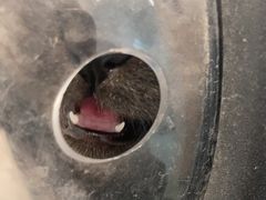 -瑞派·关忠动物医院·猫专科·犬专科(三环新城店)