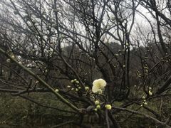 -香雪海