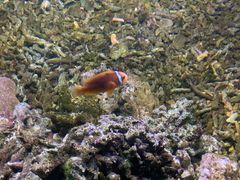 -沙沙哗啦海洋馆(华宇百花谷店)
