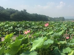 -杭州西湖风景名胜区-北街寻梦