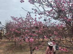 -天适樱花悠乐园