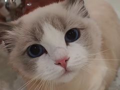 -momokira米努特·德文卷毛猫·棉花面纱犬