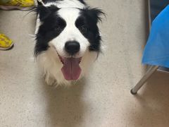 -爱派特动物医院·全科诊疗中心