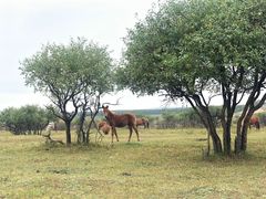 -塞罕坝国家级自然保护区