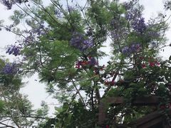 -重庆彩云湖湿地公园