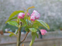 -海棠花溪(元大都城垣遗址公园)