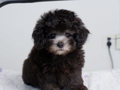 -翊宠yipet猫狗购宠庄园犬舍•猫舍