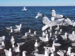 -青海湖国家重点风景名胜区