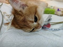 -御宝贝24h宠物医院·转诊中心·CT核磁血透中心(厦门总院)