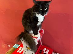 -猫色咖啡·猫咖
