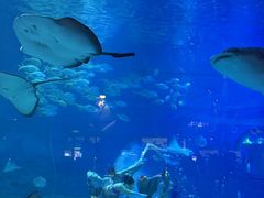 -烟台海昌鲸鲨海洋公园