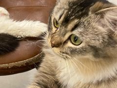 -共舞时光猫咖·狗咖(新街口店)
