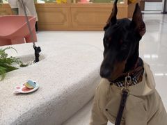 -帕帕拉兹宠物(亚洲旗舰店)