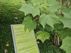 -云溪植物园