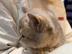 -欣宠猫屋·矮脚拿破仑·蓝金金渐层