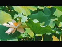 -龙头寺公园