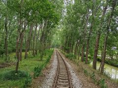 -合肥滨湖国家森林公园