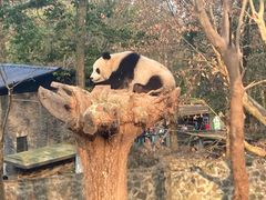 -都江堰中华大熊猫苑