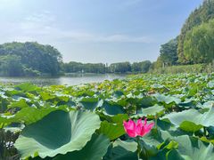 -上海市保健医疗中心