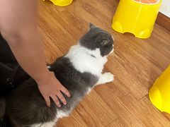 -萌喵咖啡屋(人民东路4号口M16商铺店)