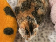 -安安宠医宠物医院·异宠·犬猫内科(岳阳分院)
