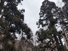 -天目山大树王景区