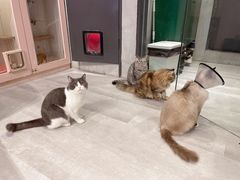 -猫儿山۰猫主题餐厅
