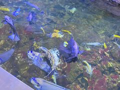 -江和美海洋公园