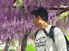 -嘉定紫藤园