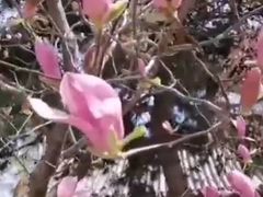 -护国法轮寺