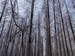 -日照海滨国家森林公园