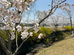 -羊山湖公园