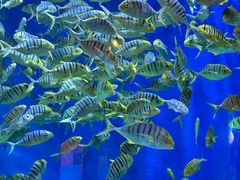 -成都浩海立方海洋公园