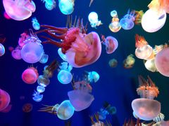 -成都浩海立方海洋公园